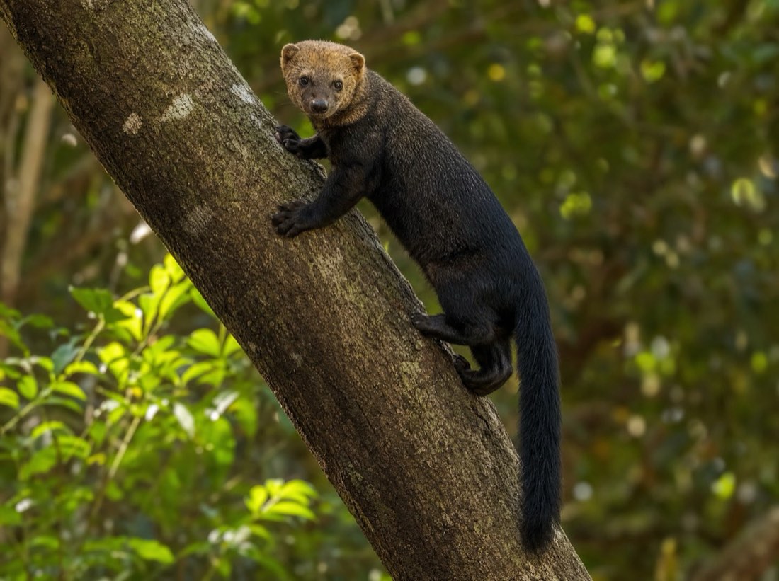 Irara no cerrado