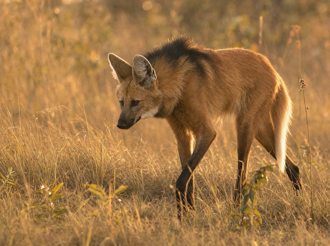 Lobo-guará no cerrado