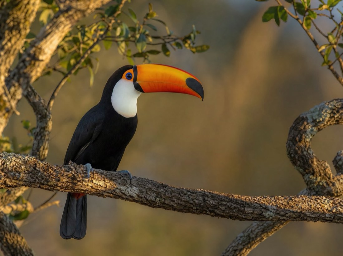 Tucano-toco no cerrado